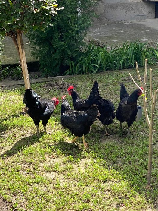 Qora shahzoda tovuqlarining tuxumlari sotiiladi!