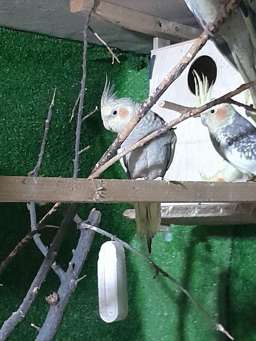 Karela sotiladi tayor