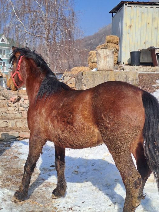 Продаю шикарныйх жеребцов