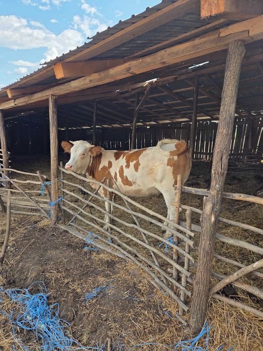 Vaca de vanzare cu vitel!