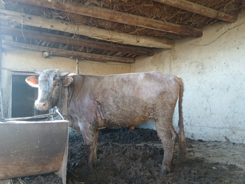 Qassob xizmati tez borib soʻyamiz 24/7