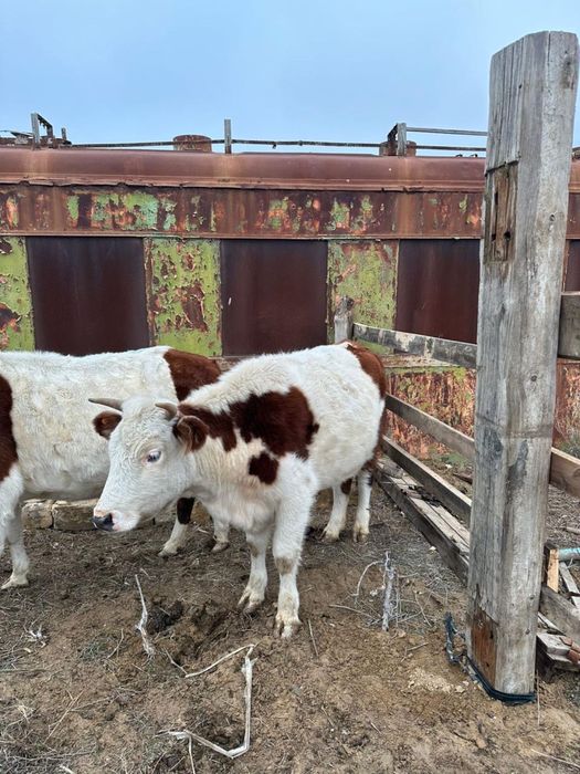 Мал сатылады сиыр