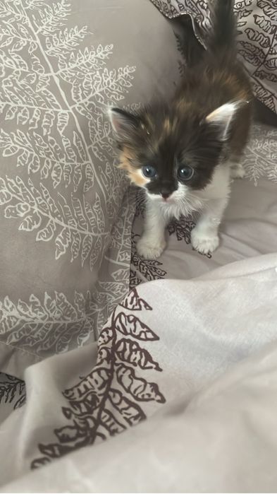 Отдам очаровательных котят