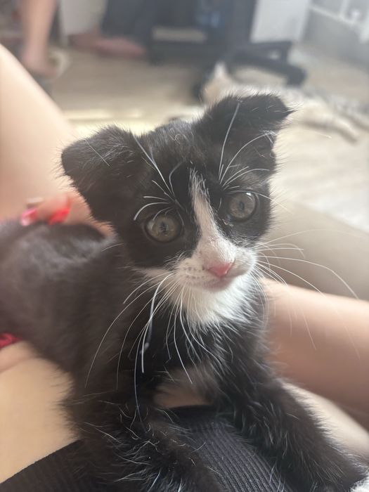 отдам котенка вислоухий