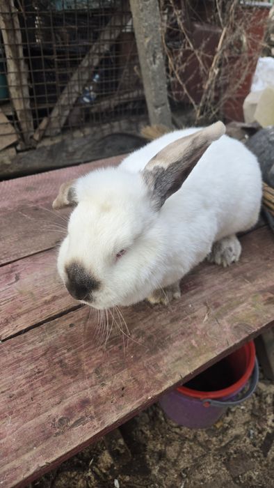 Vand iepuroaica belgiană