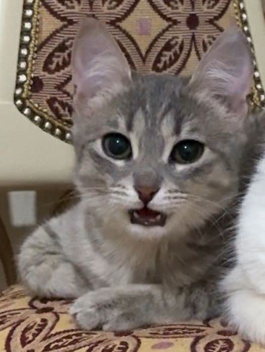 Отдам котёнка, девочку