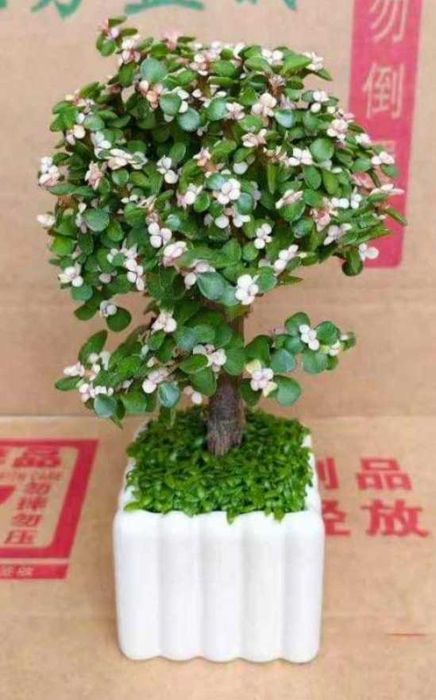 Денежное дерево с цветами