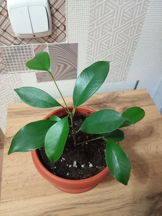 Комнатные растения продам