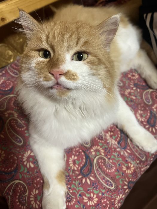 Скоттиш фолд котят