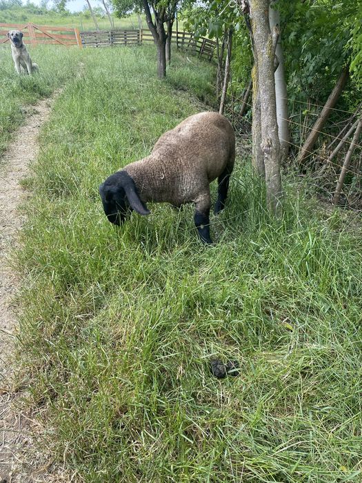 Vand berbecut suffolk