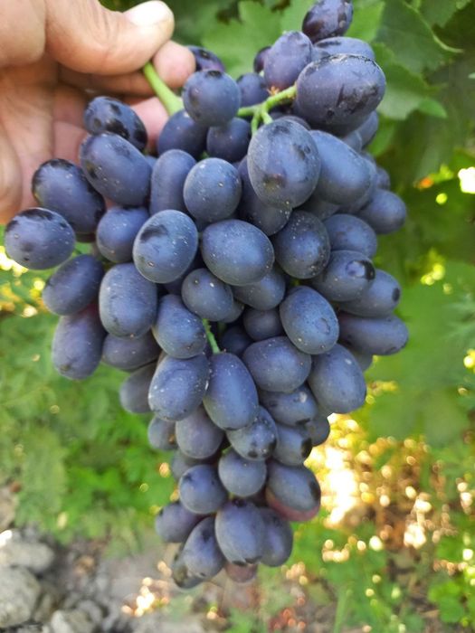 Gigant ( Сагдиана сугдиёна ) 1 va 2 yoshli  Uzum kuchatlari bor