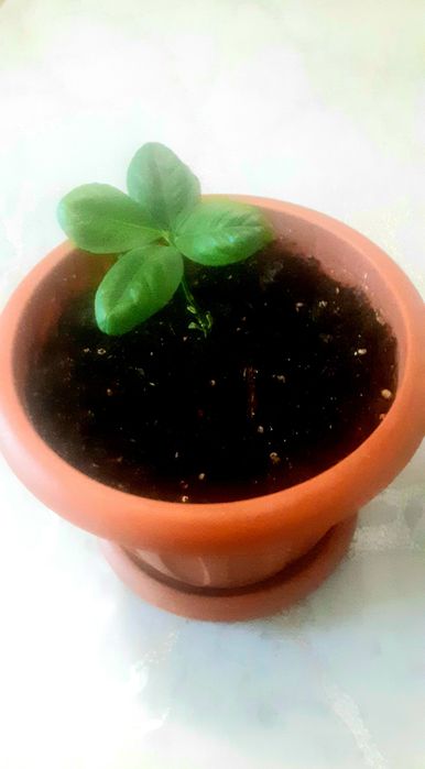 Комнатные растенмя