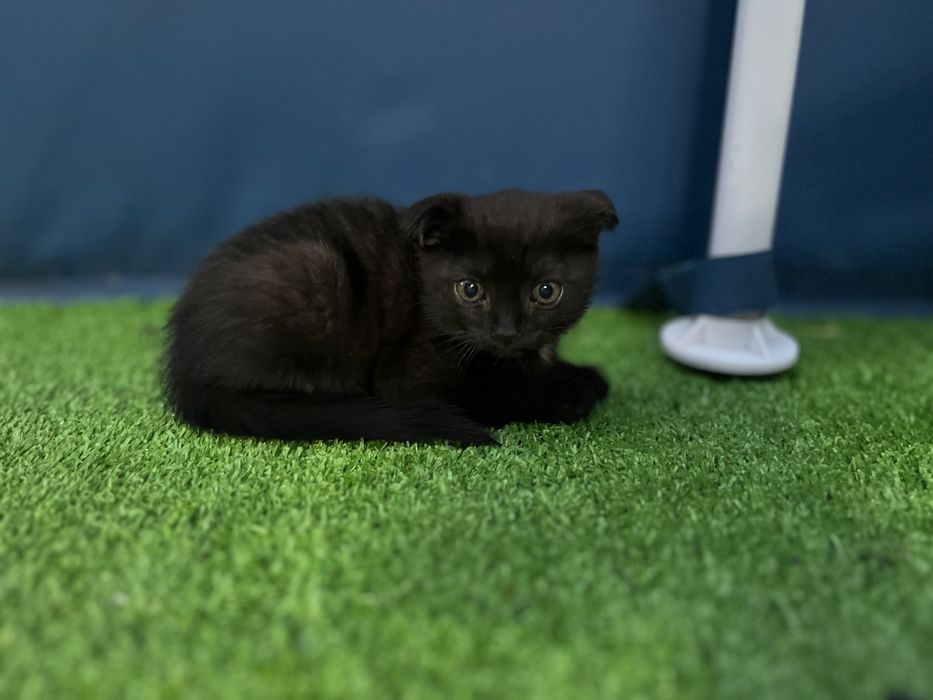 Котята 2 месяца ,игривые