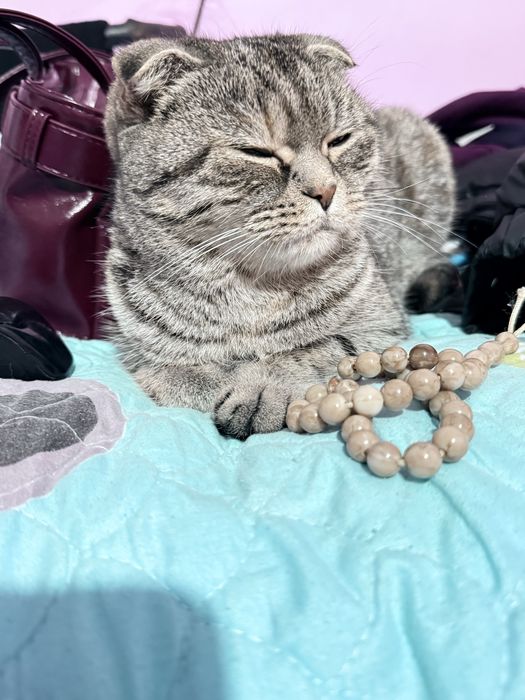 Вислухая кошка сотилади