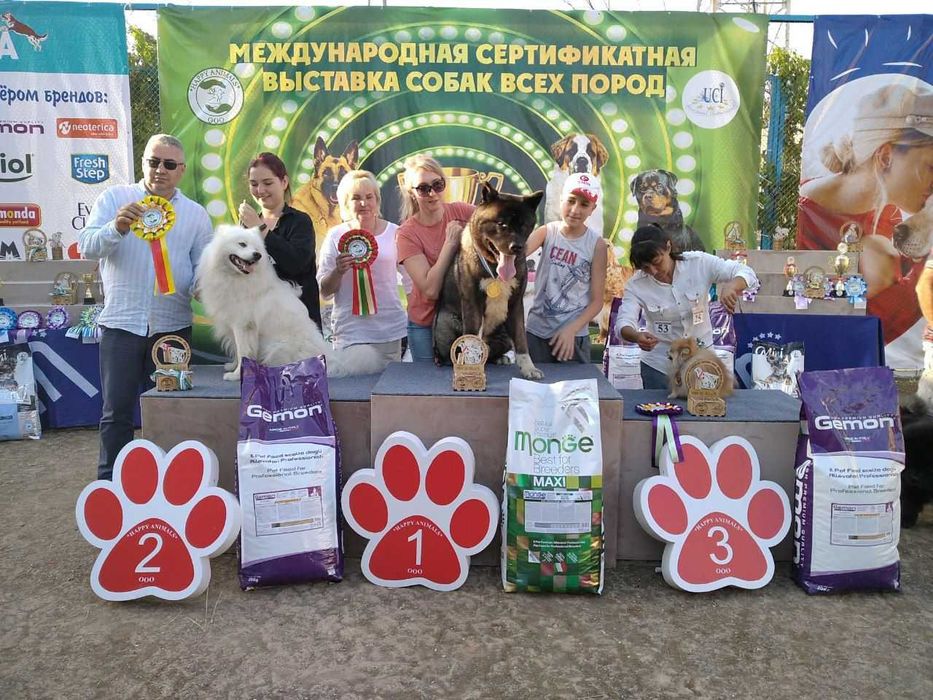 Американская Акита Вязка