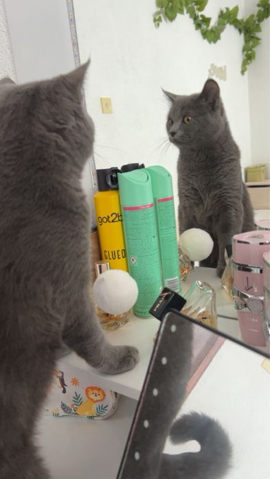 Продавам Британска котка