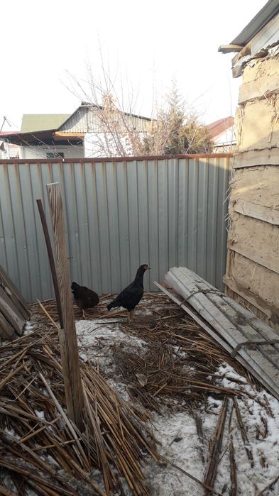 Дакан екі қоразы бір шіби.