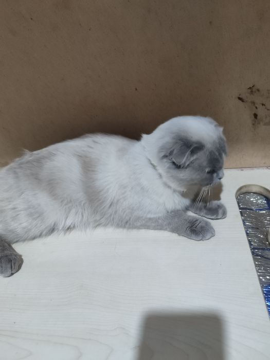 Продаётся кошка в добрые ручки