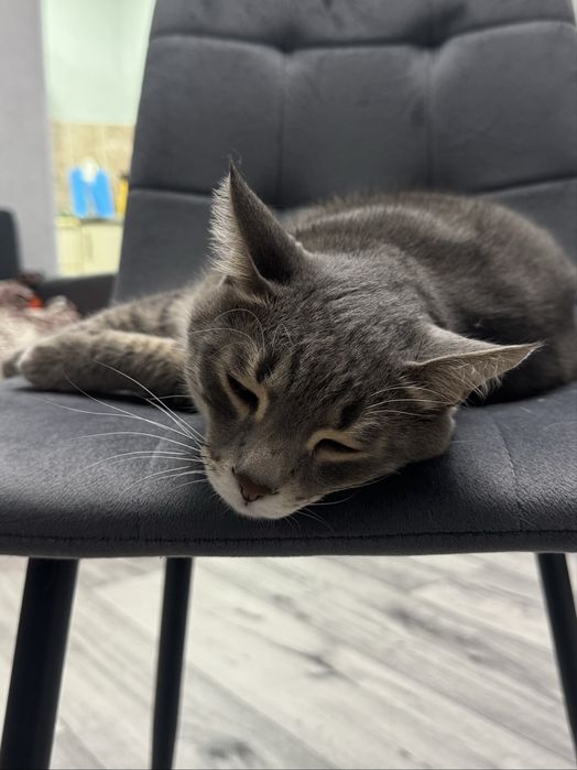 Отдам котика в добрые руки