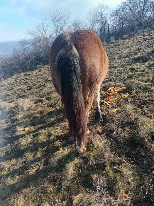 Vand  doi manji si o iapa