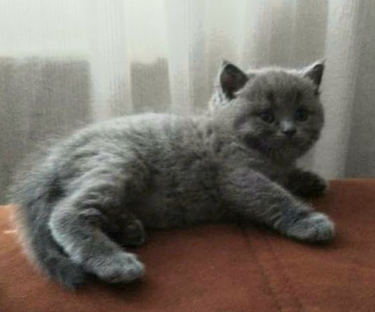Pisici british cu păr scurt