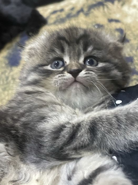 катятки здоровые умные папа британец длиннашерсный мама вислоухая