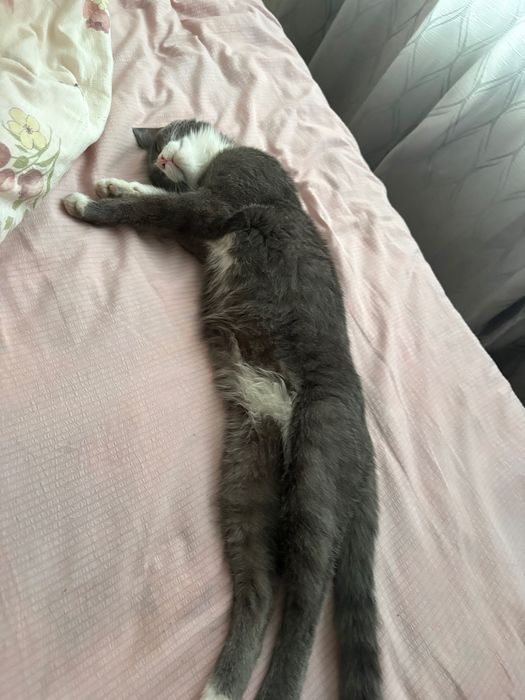 Отдаем котика в добрые руки