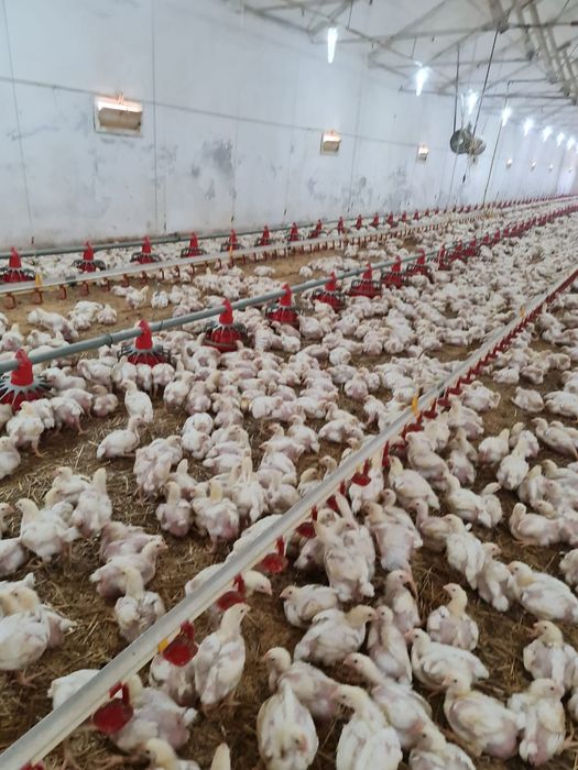 MICRO-FERMA Argeseana‼️