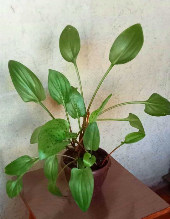 Продам Дримиопсис пятнистый.