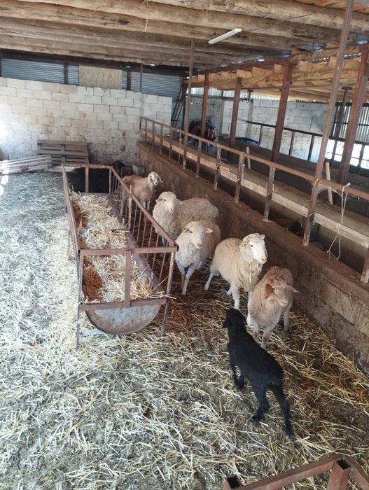 Продам баранов срачно