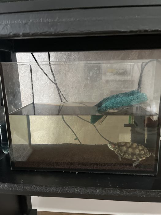 Продам черепаху с аквариумом