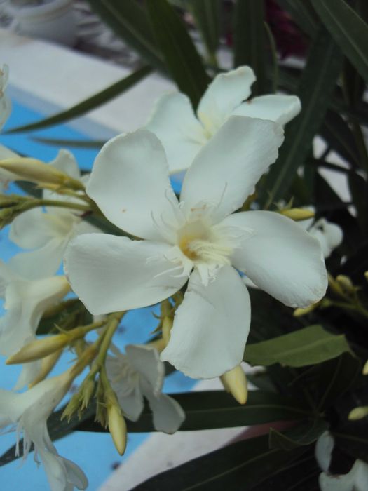 Зокум - различни цветове и големини закум, лян олеандър