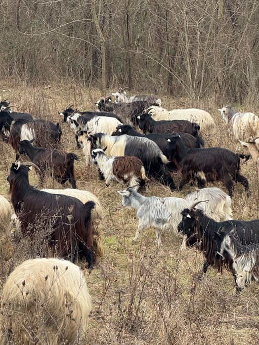 Ovine .și caprine de vnzare preț negociabil  sunați telefon.0740964412 din Satu Mare județul .C…..O