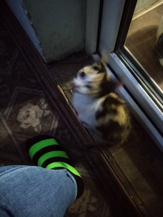 Отдам котенка трехцветный