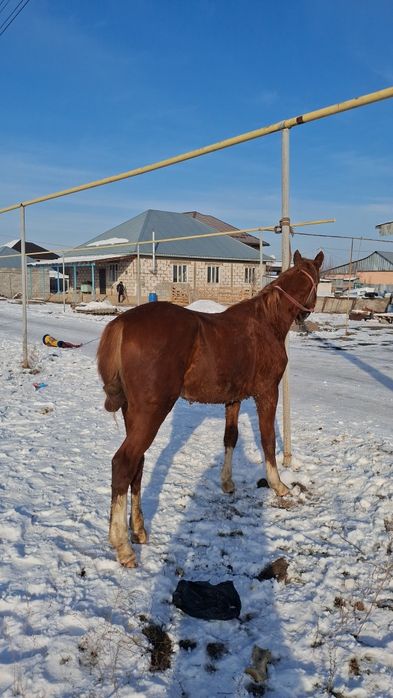1,5 жасар тай сатылады