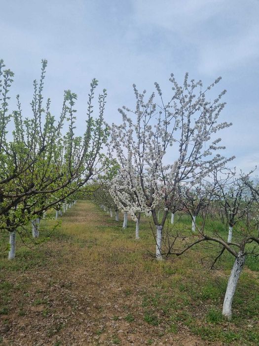 Livadă tânără, 2000 m, Dridu-Snagov