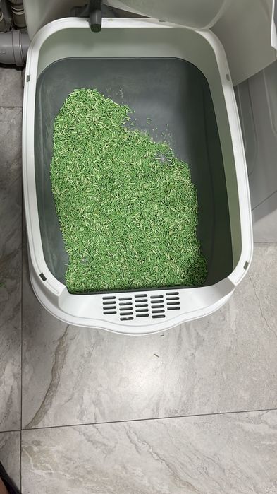 Отдам милого котенка