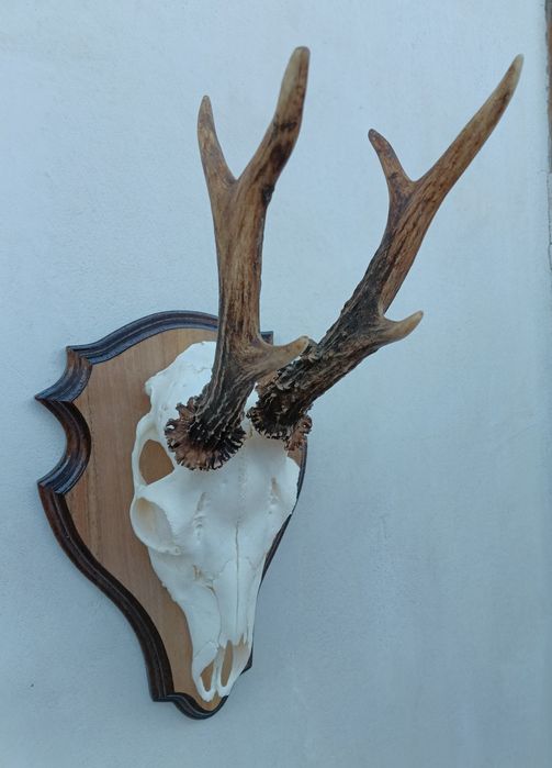 Трофей от сръндак.Рога
