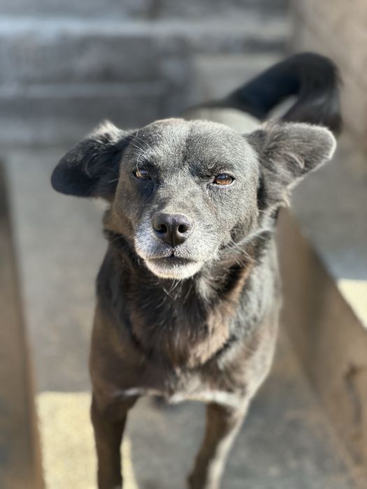 Собаки ищят дом, все стерильны.