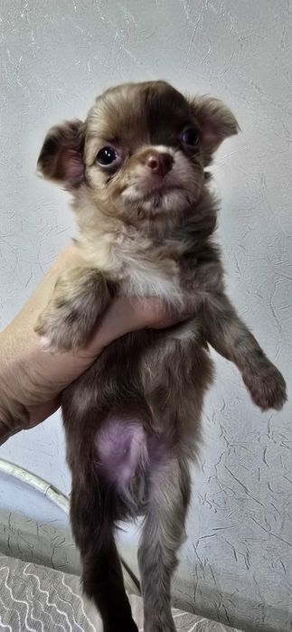 Красивые малыши Чихуахуа