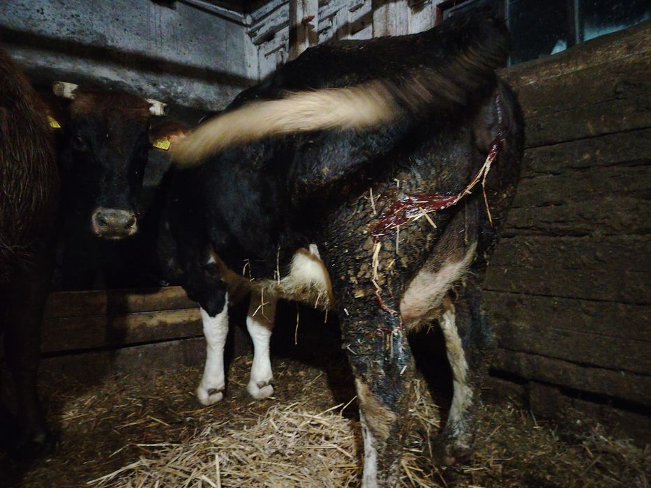 Junincă la prima fătare