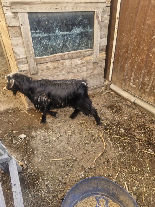 Ешкі сатылады қолдан баққан мал семіз