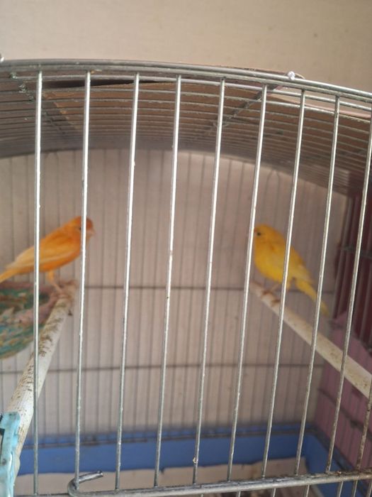 Продаются канарейки