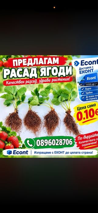 Продавам разсад ягоди!