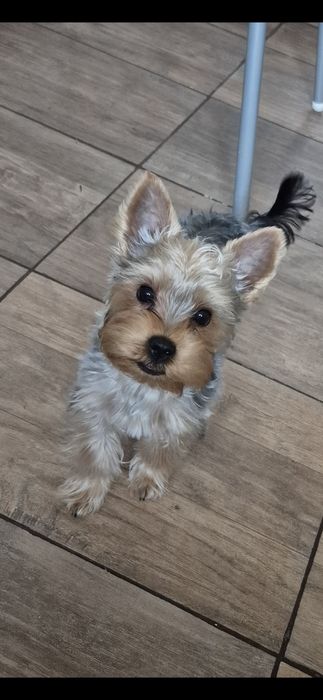 Adoptie Yorkshire