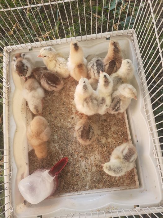 Vând 15 pui de găină pitică