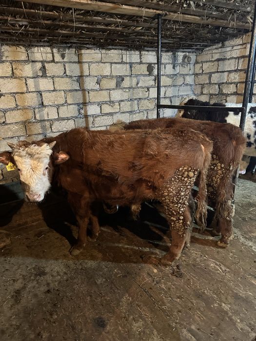 Откорм бұқа сатылады