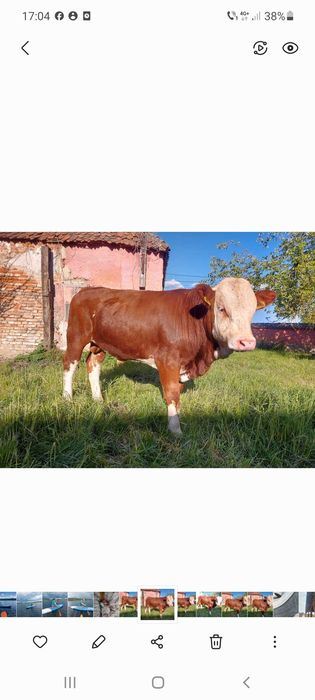 Taur cu certificat de origine