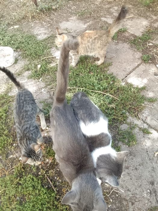 Котята , коты и кошки