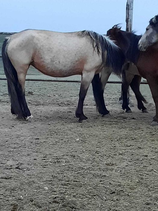 Күрен 5 жасар бір құлындаған